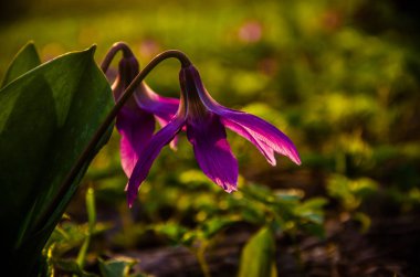 Ormanda bahar çiçekleri. Güzel mor bitkiler. yeşil sulu çimenler. Ormanda gündoğumu