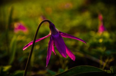 Ormanda bahar çiçekleri. Güzel mor bitkiler. yeşil sulu çimenler. Ormanda gündoğumu