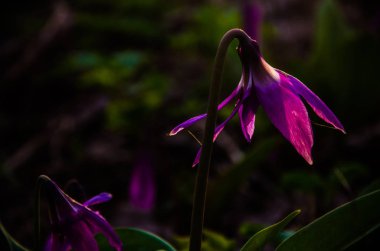 Ormanda bahar çiçekleri. Güzel mor bitkiler. yeşil sulu çimenler. Ormanda gündoğumu