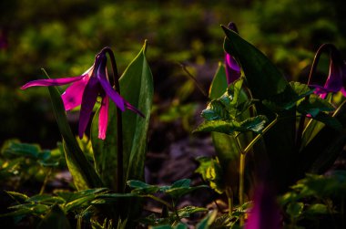 Ormanda bahar çiçekleri. Güzel mor bitkiler. yeşil sulu çimenler. Ormanda gündoğumu