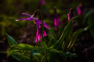 Ormanda bahar çiçekleri. Güzel mor bitkiler. yeşil sulu çimenler. Ormanda gündoğumu