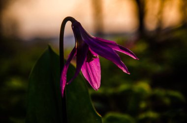 Ormanda bahar çiçekleri. Güzel mor bitkiler. yeşil sulu çimenler. Ormanda gündoğumu