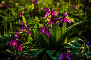Ormanda bahar çiçekleri. Güzel mor bitkiler. yeşil sulu çimenler. Ormanda gündoğumu