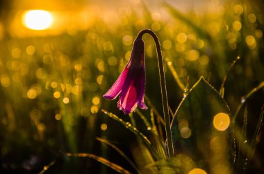 Ormanda bahar çiçekleri. Güzel mor bitkiler. yeşil sulu çimenler. Ormanda gündoğumu