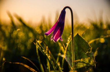 Ormanda bahar çiçekleri. Güzel mor bitkiler. yeşil sulu çimenler. Ormanda gündoğumu