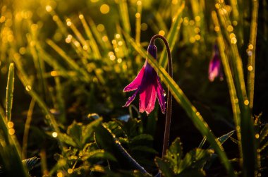 Ormanda bahar çiçekleri. Güzel mor bitkiler. yeşil sulu çimenler. Ormanda gündoğumu