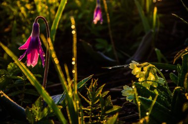 Ormanda bahar çiçekleri. Güzel mor bitkiler. yeşil sulu çimenler. Ormanda gündoğumu