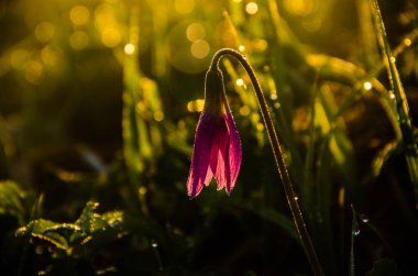 Ormanda bahar çiçekleri. Güzel mor bitkiler. yeşil sulu çimenler. Ormanda gündoğumu
