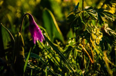 Ormanda bahar çiçekleri. Güzel mor bitkiler. yeşil sulu çimenler. Ormanda gündoğumu