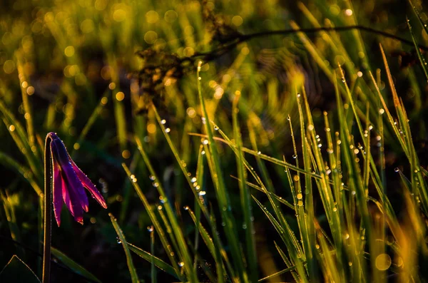 Frühlingsblumen Wald Schöne Lila Pflanzen Grünes Saftiges Gras Morgensonnenaufgang Wald — Stockfoto