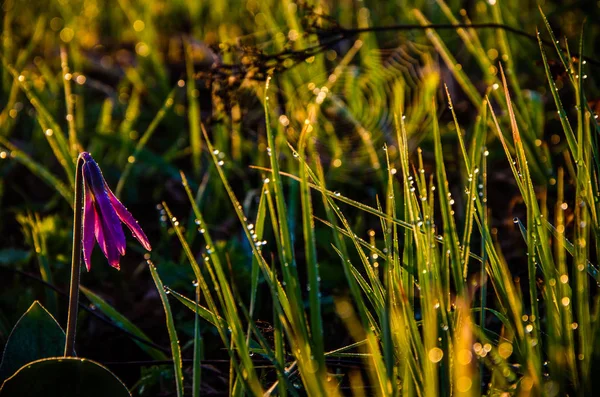 Весенние Цветы Лесу Красивые Фиолетовые Растения Зеленая Сочная Трава Утренний — стоковое фото
