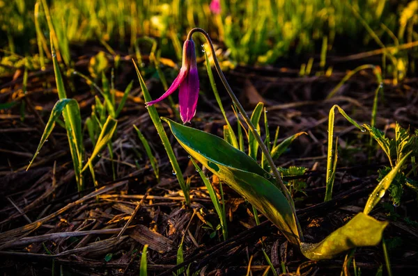 Flores Primavera Bosque Hermosas Plantas Púrpuras Hierba Jugosa Verde Amanecer —  Fotos de Stock