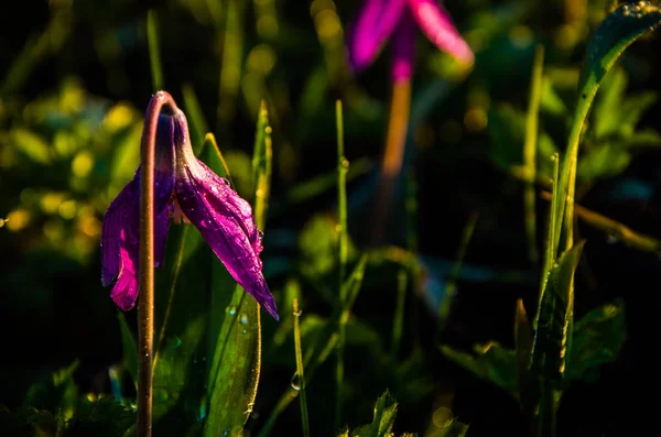 Flores Primavera Bosque Hermosas Plantas Púrpuras Hierba Jugosa Verde Amanecer —  Fotos de Stock