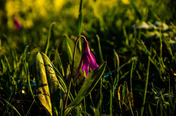 Flores Primavera Bosque Hermosas Plantas Púrpuras Hierba Jugosa Verde Amanecer —  Fotos de Stock