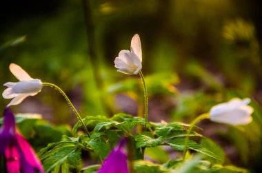 Ormanda bahar çiçekleri. Güzel mor bitkiler. yeşil sulu çimenler. Ormanda gündoğumu