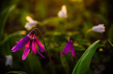 Ormanda bahar çiçekleri. Güzel mor bitkiler. yeşil sulu çimenler. Ormanda gündoğumu