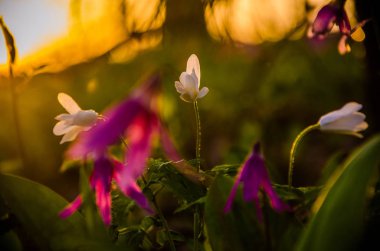 Ormanda bahar çiçekleri. Güzel mor bitkiler. yeşil sulu çimenler. Ormanda gündoğumu
