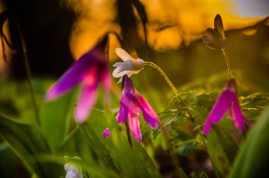 Ormanda bahar çiçekleri. Güzel mor bitkiler. yeşil sulu çimenler. Ormanda gündoğumu