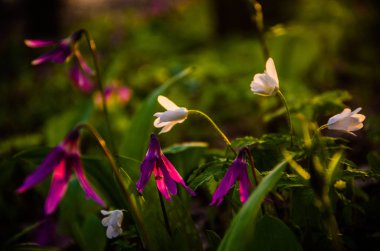Ormanda bahar çiçekleri. Güzel mor bitkiler. yeşil sulu çimenler. Ormanda gündoğumu