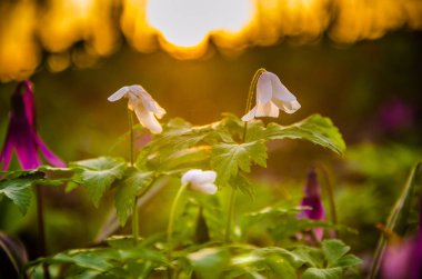 Ormanda bahar çiçekleri. Güzel mor bitkiler. yeşil sulu çimenler. Ormanda gündoğumu