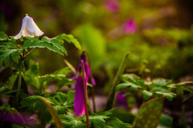 Ormanda bahar çiçekleri. Güzel mor bitkiler. yeşil sulu çimenler. Ormanda gündoğumu