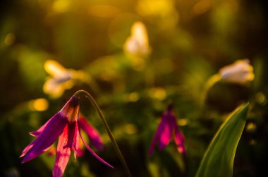 Ormanda bahar çiçekleri. Güzel mor bitkiler. yeşil sulu çimenler. Ormanda gündoğumu