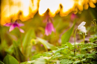 Ormanda bahar çiçekleri. Güzel mor bitkiler. yeşil sulu çimenler. Ormanda gündoğumu
