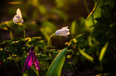 Ormanda bahar çiçekleri. Güzel mor bitkiler. yeşil sulu çimenler. Ormanda gündoğumu