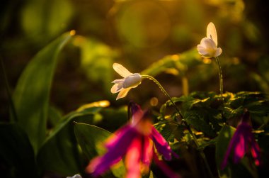 Ormanda bahar çiçekleri. Güzel mor bitkiler. yeşil sulu çimenler. Ormanda gündoğumu
