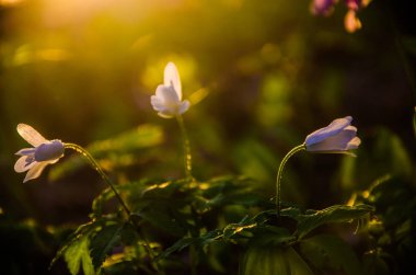Ormanda bahar çiçekleri. Güzel mor bitkiler. yeşil sulu çimenler. Ormanda gündoğumu