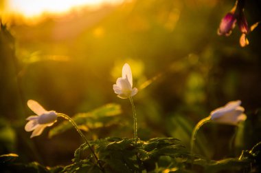 Ormanda bahar çiçekleri. Güzel mor bitkiler. yeşil sulu çimenler. Ormanda gündoğumu