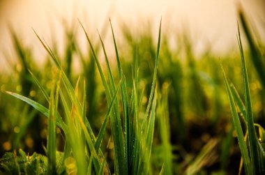 Sabahın erken saatlerinde yeşil bir çimenlikte. Sabahki çiğ taneleri. Güneşin ışınları ıslak çimenlere ve çiçeklere düşer.