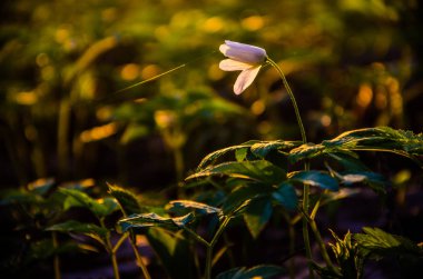 Ormanda bahar çiçekleri. Güzel kar damlaları. yeşil sulu çimenler. Ormanda gündoğumu