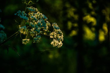 Donmuş kiraz ve göletin kenarında sabah sisi..