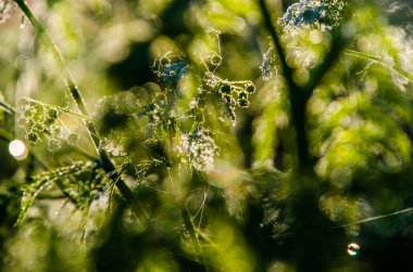 Donmuş kiraz ve göletin kenarında sabah sisi..