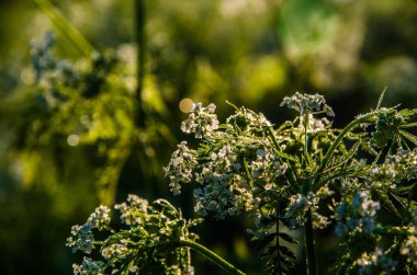 Donmuş kiraz ve göletin kenarında sabah sisi..