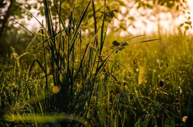 Güneşin ışınları yemyeşil alandan geçer. Sabah sisli ve çiğ tanesinde.
