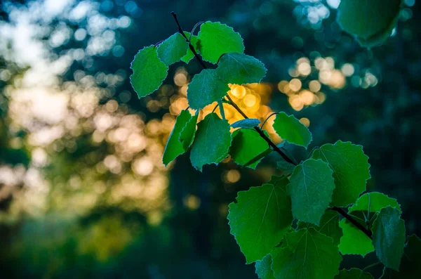 ジューシーな緑の白樺の葉 暖かい夏の朝 — ストック写真