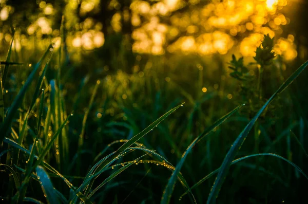 Solens Strålar Passerar Genom Grönskande Grönska Morgonen Dimma Och Dagg — Stockfoto