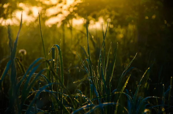 Die Sonnenstrahlen Durchqueren Das Üppige Grün Morgendlichen Nebel Und Tau — Stockfoto