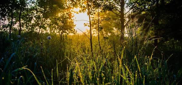 Die Sonnenstrahlen Durchqueren Das Üppige Grün Morgendlichen Nebel Und Tau — Stockfoto