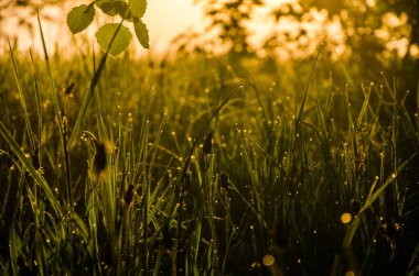 Güneşin ışınları yemyeşil alandan geçer. Sabah sisli ve çiğ tanesinde.