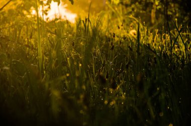 Güneşin ışınları yemyeşil alandan geçer. Sabah sisli ve çiğ tanesinde.