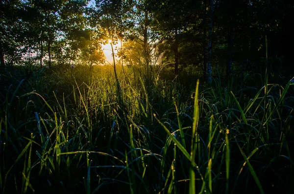 Los Rayos Del Sol Pasan Través Exuberante Vegetación Por Mañana — Foto de Stock