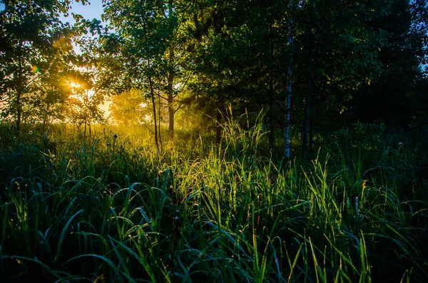 Solens Strålar Passerar Genom Grönskande Grönska Morgonen Dimma Och Dagg — Stockfoto