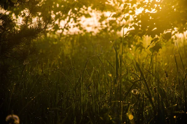 Raios Sol Passam Pela Vegetação Exuberante Manhã Neblina Orvalho — Fotografia de Stock