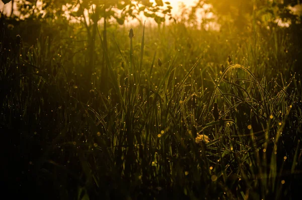 Les Rayons Soleil Traversent Verdure Luxuriante Dans Brume Rosée Matin — Photo