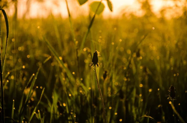 Les Rayons Soleil Traversent Verdure Luxuriante Dans Brume Rosée Matin — Photo