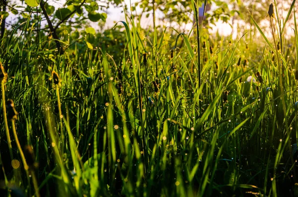 Zonnestralen Gaan Door Het Weelderige Groen Ochtend Mist Dauw — Stockfoto