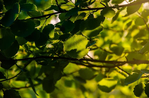 Juicy Green Birch Leaf Warm Summer Morning — Stock Photo, Image